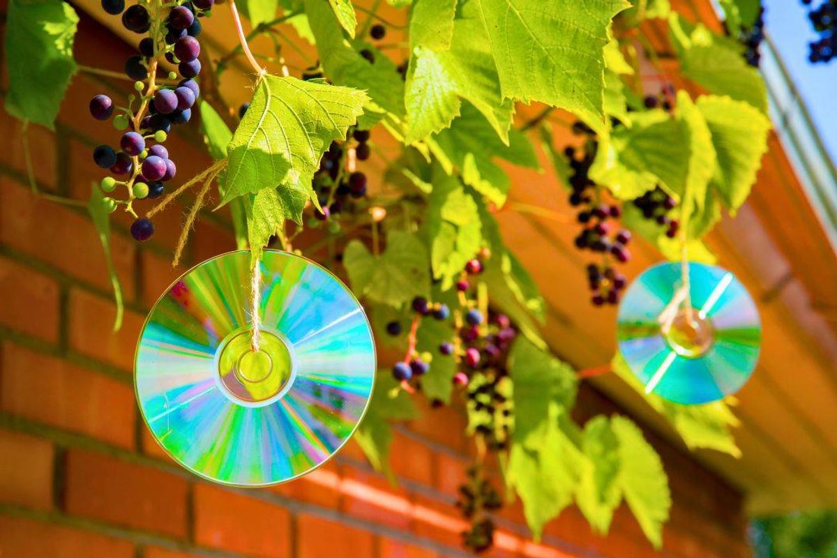 Picture of CD hanging on a tree