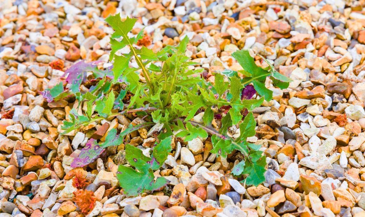 Picture of a big gravel weed.