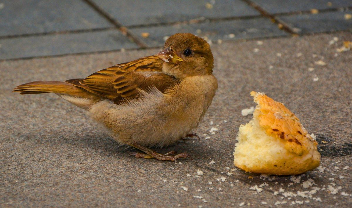 Picture of a bird eating bread 
