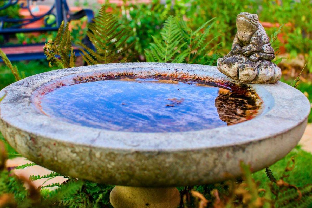 Picture of a birdbath covered in algae