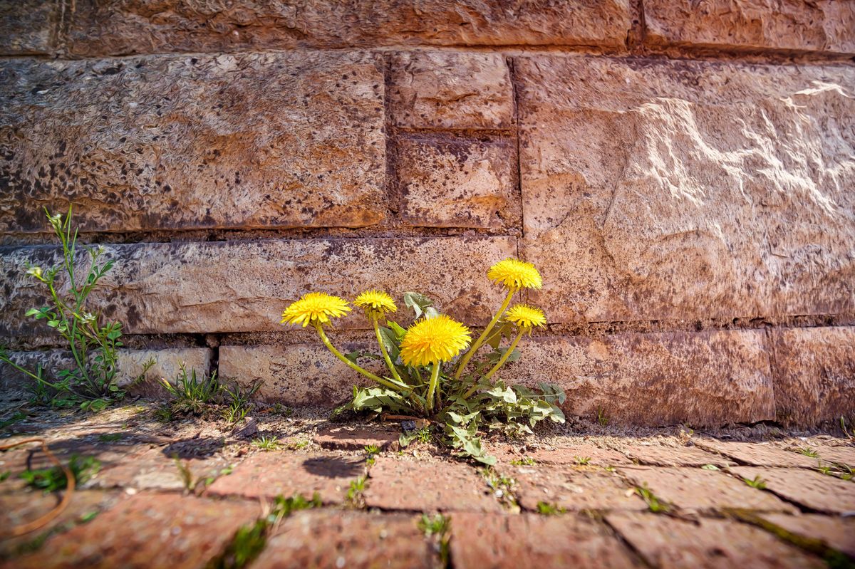 Picture of a dandelion on a patio.