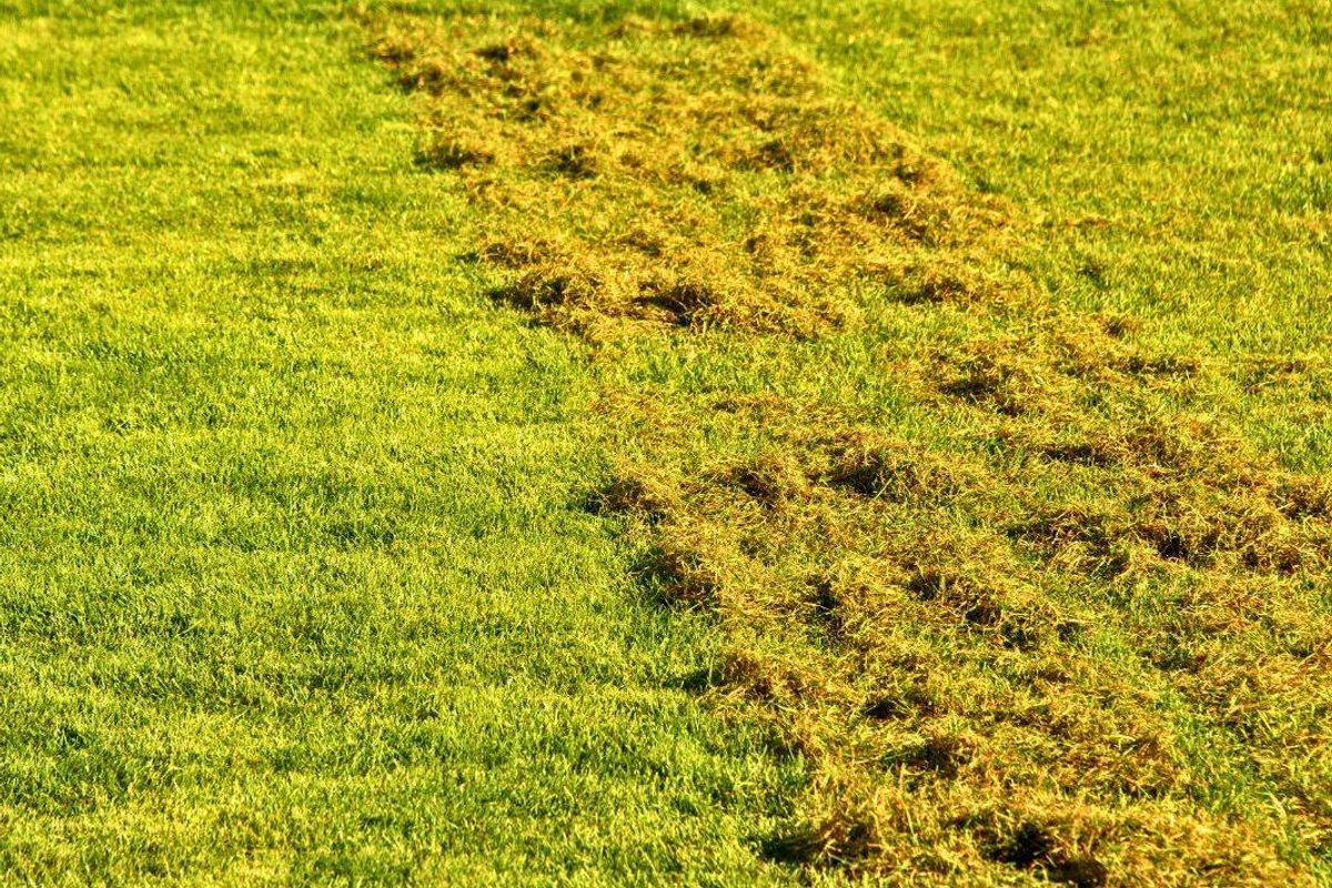 Picture of a mossy lawn