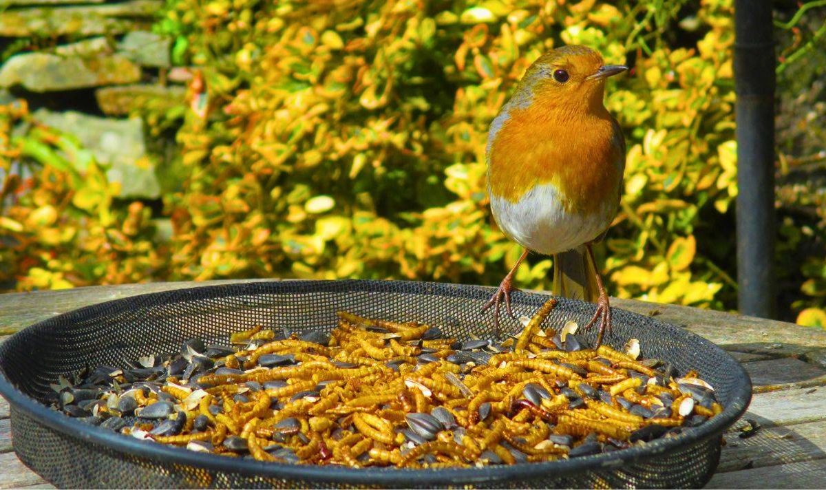 Picture of a robin by mealworms.