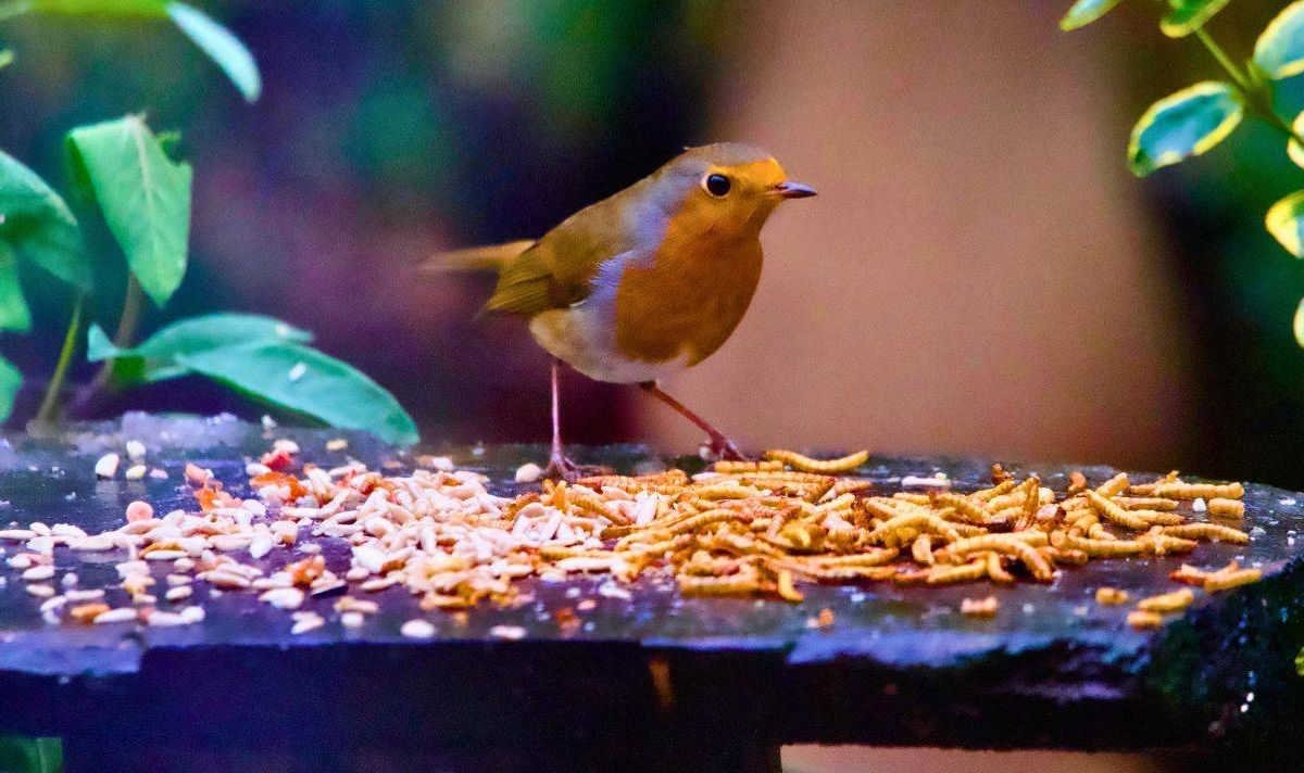 Picture of a robin eating mealworms
