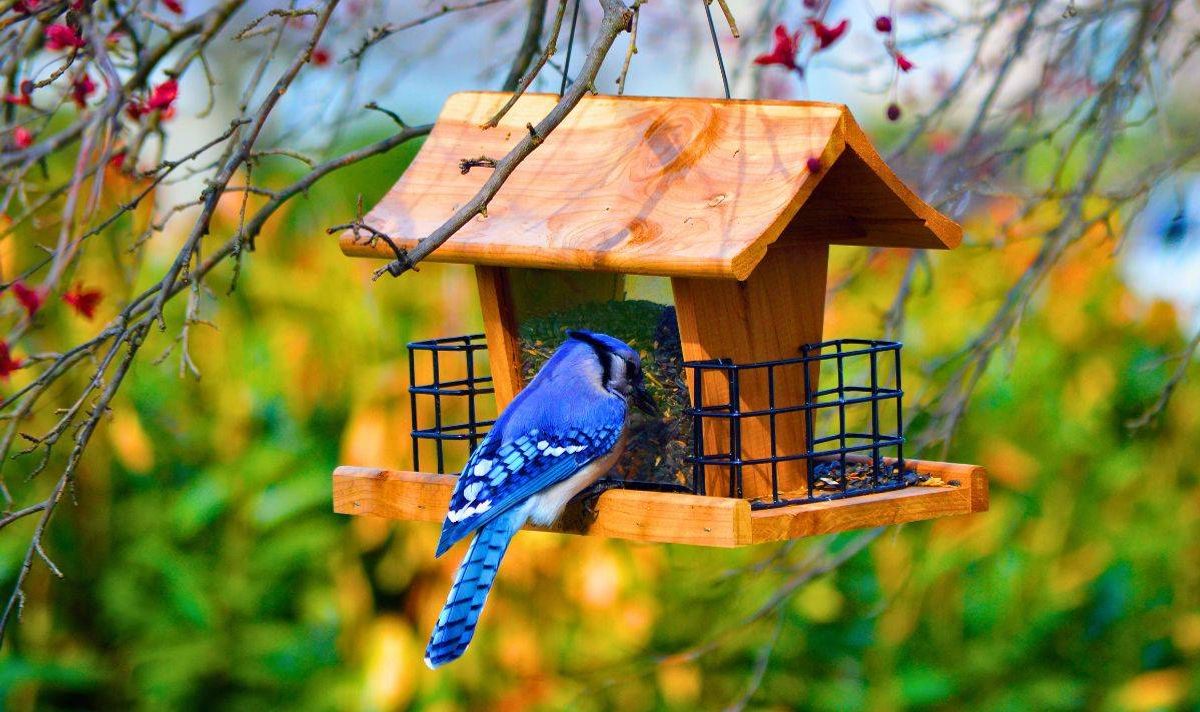 Picture of bird feeder in spring