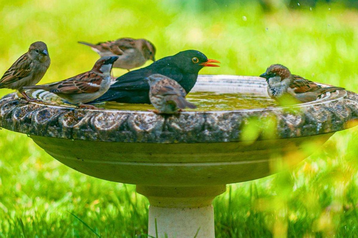 Picture of birds using a birdbath
