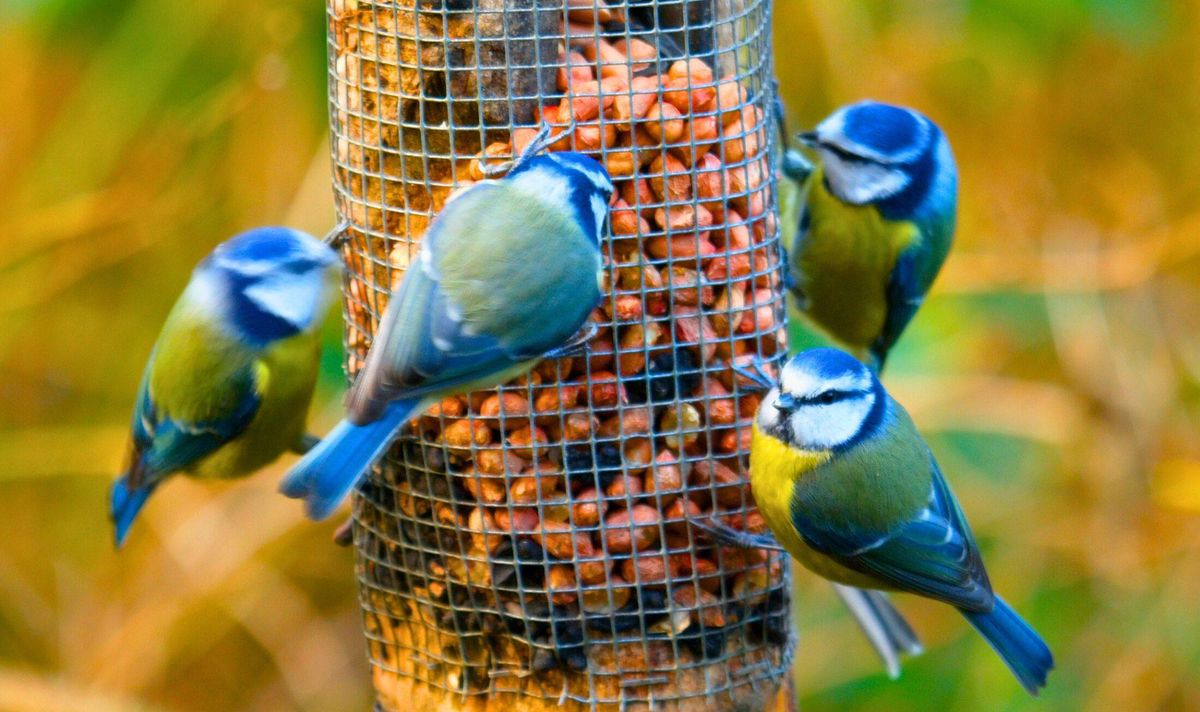 Picture of lots of birds around a feeder