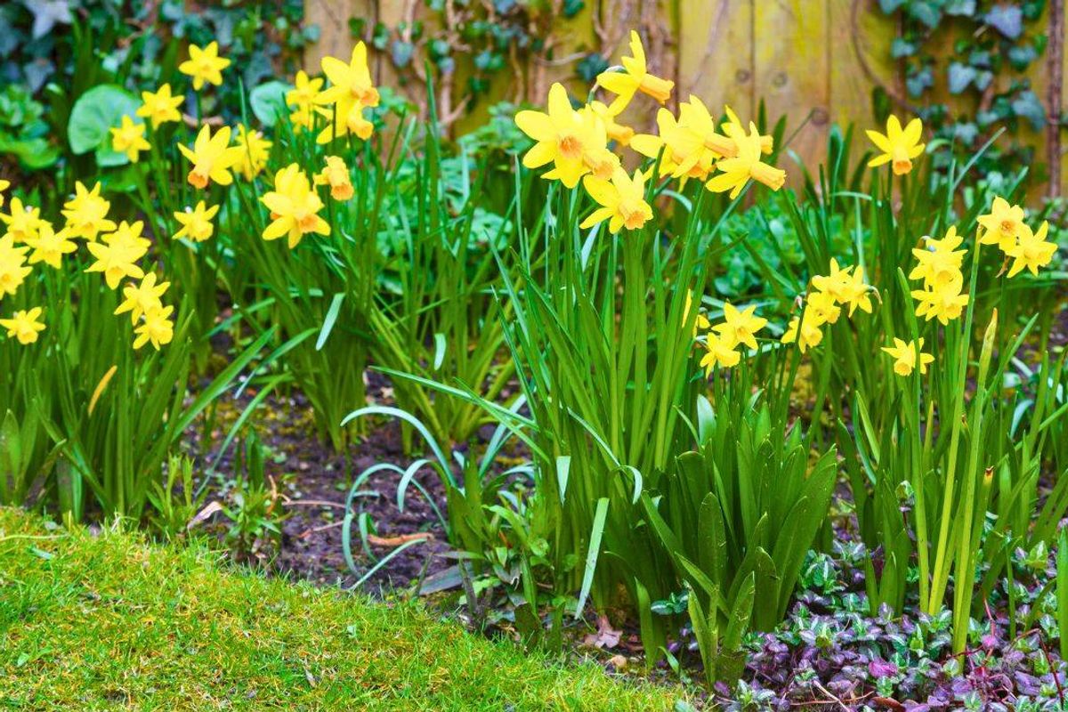Picture of lots of daffodils in a garden