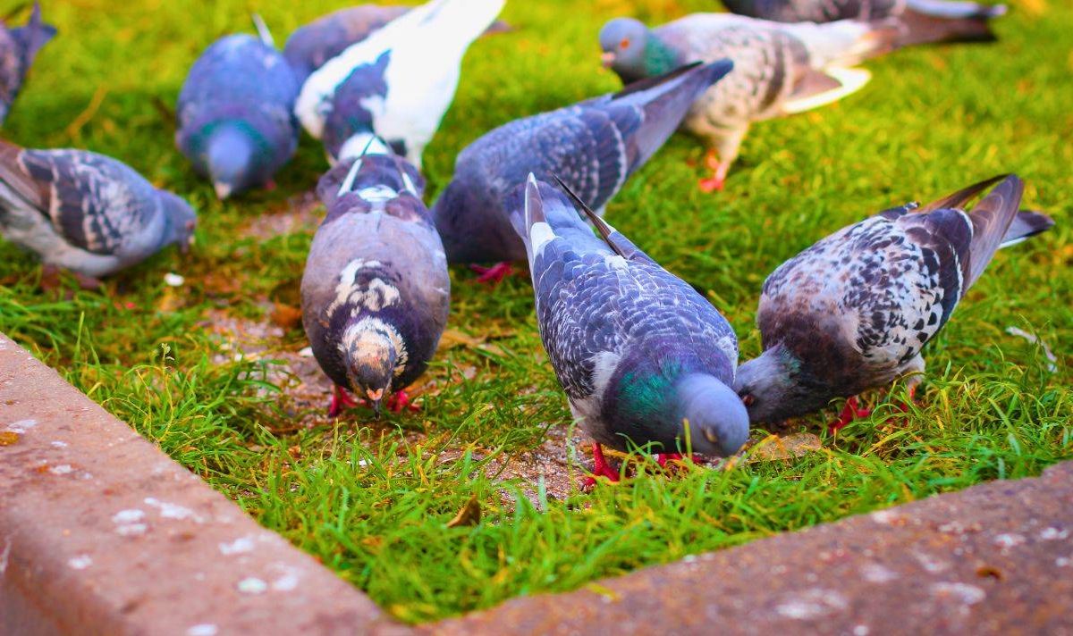 Picture of pigeons on a lawn