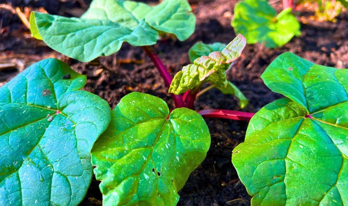Picture of rhubarb leaves