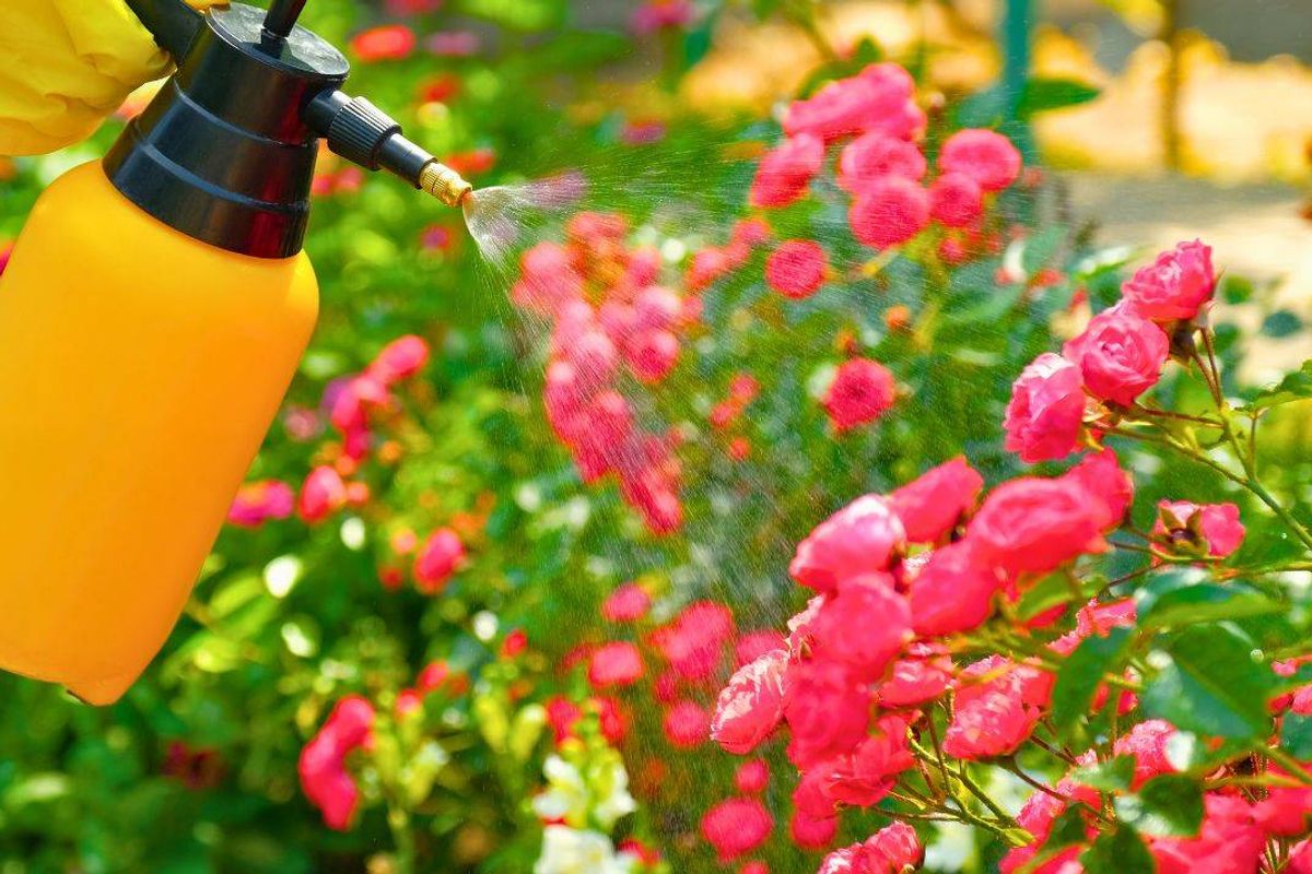 Picture of roses being sprayed by a gardener