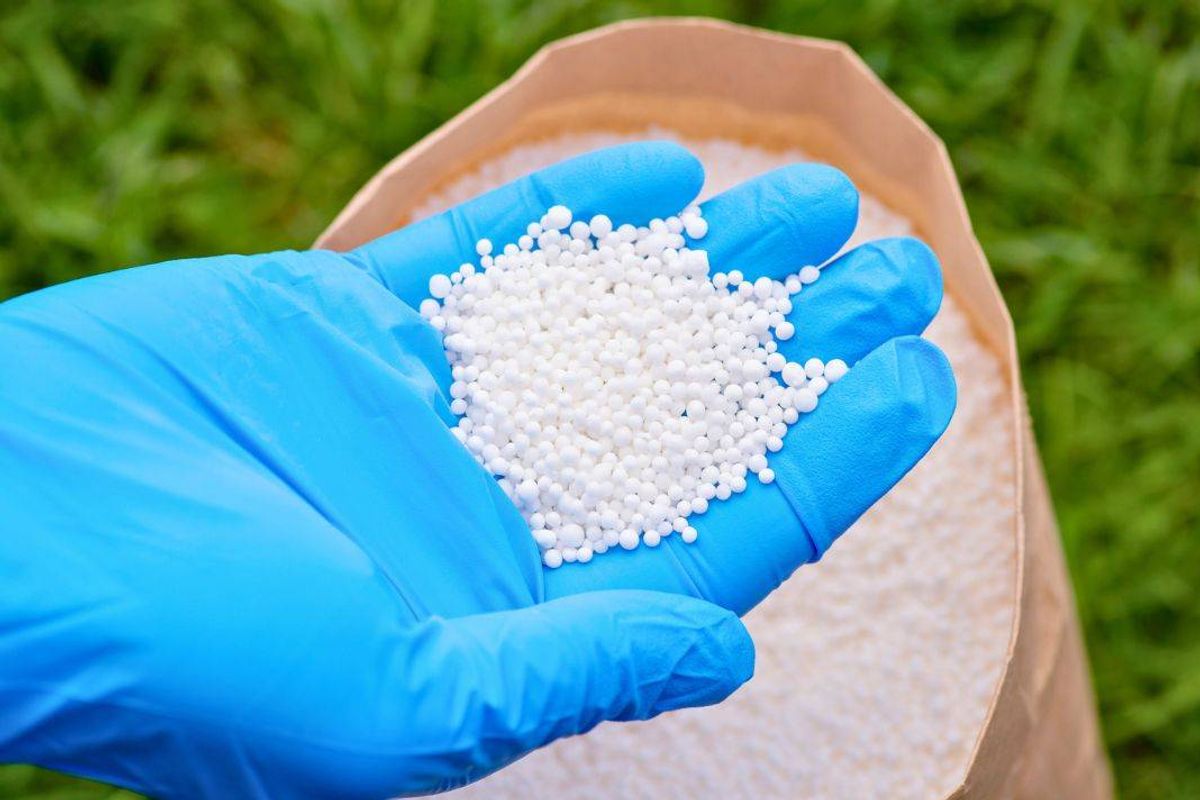  Picture of someone adding lawn sand to grass 