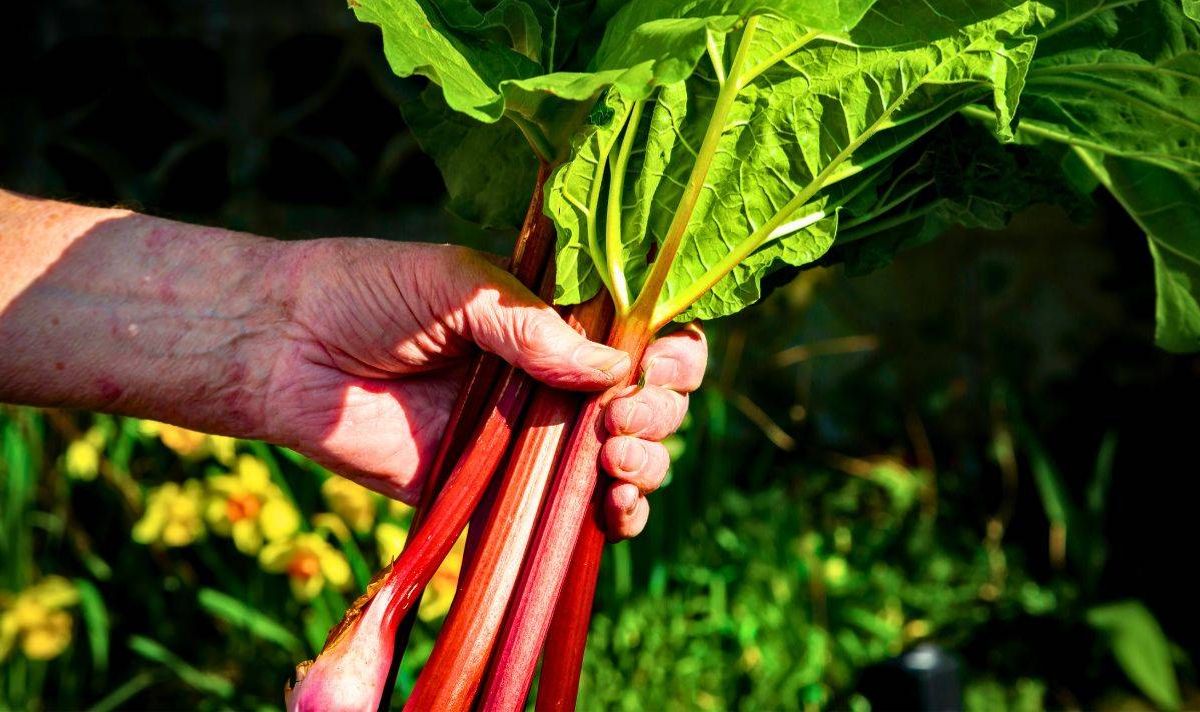 Picture of someone harvesting rhubarb