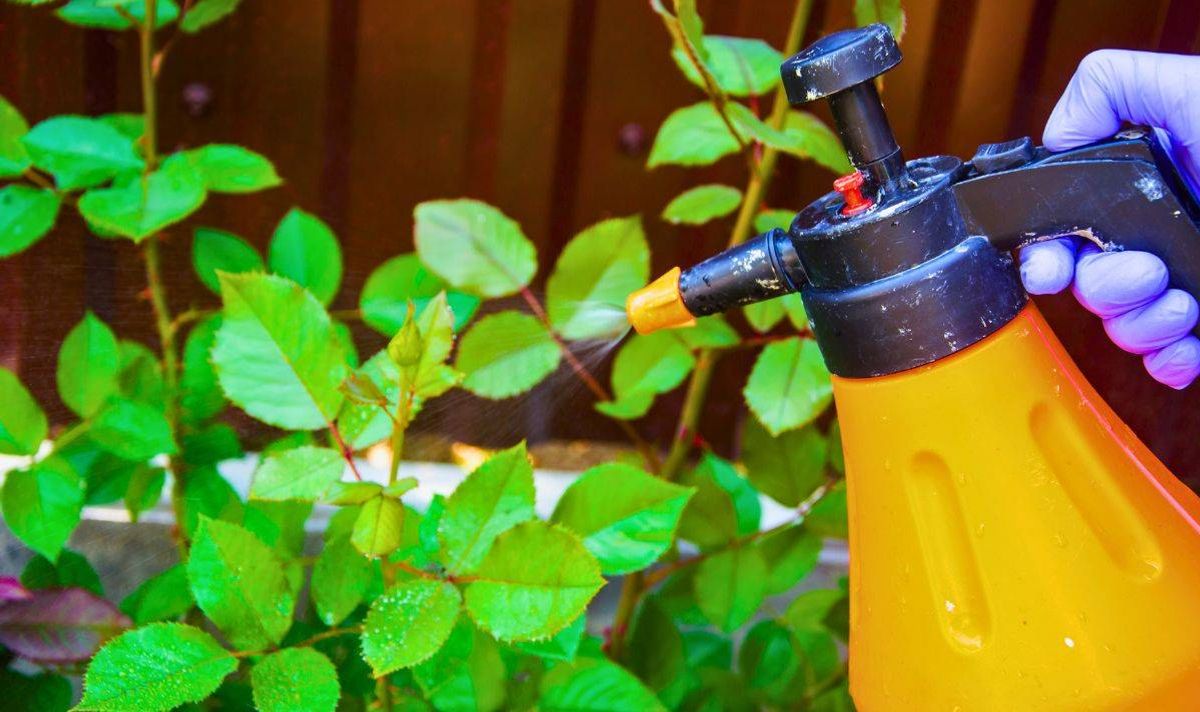 Picture of someone spraying around their garden