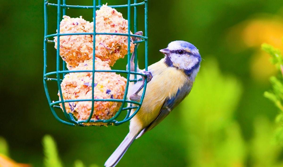 Picture of suet balls in a bird feeder