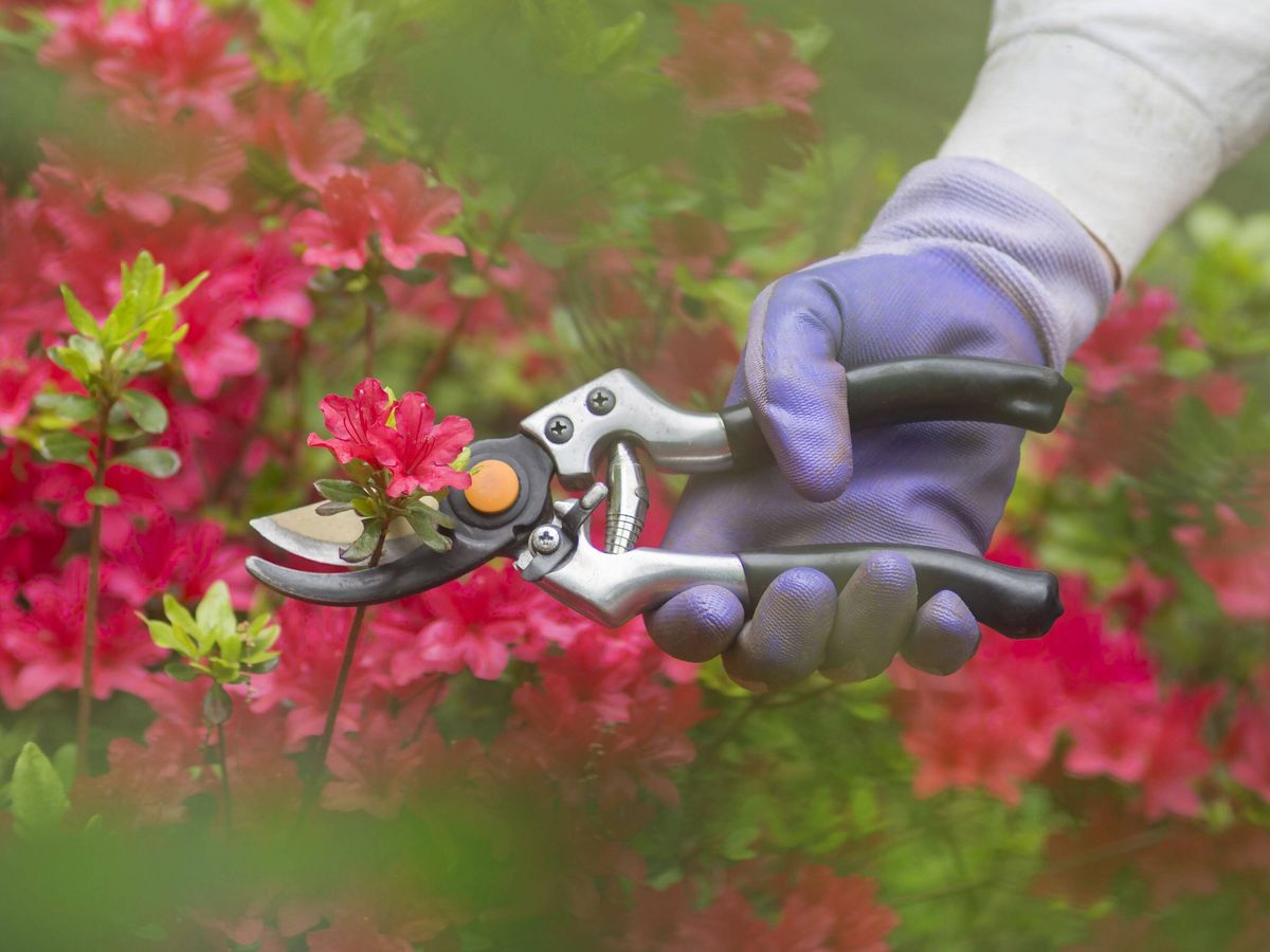 Pruning flowers