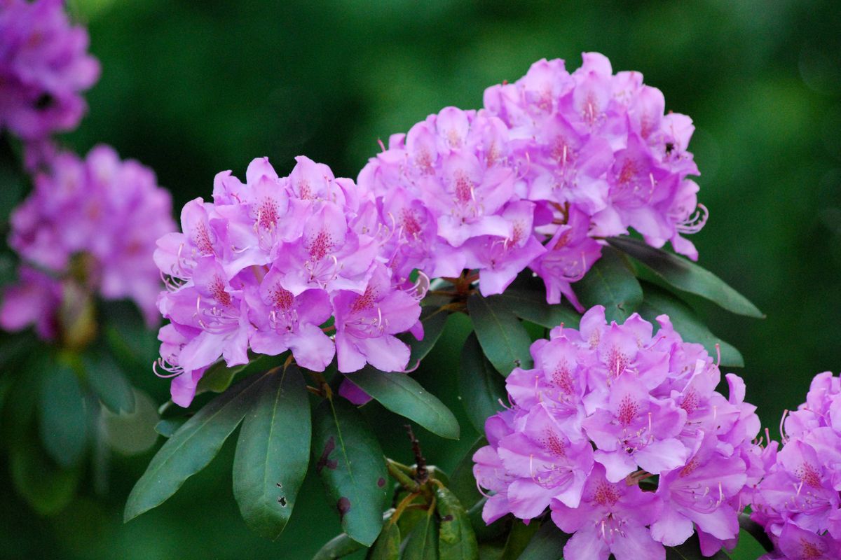 Purple Rhododendron Flowers with a blurred green background.