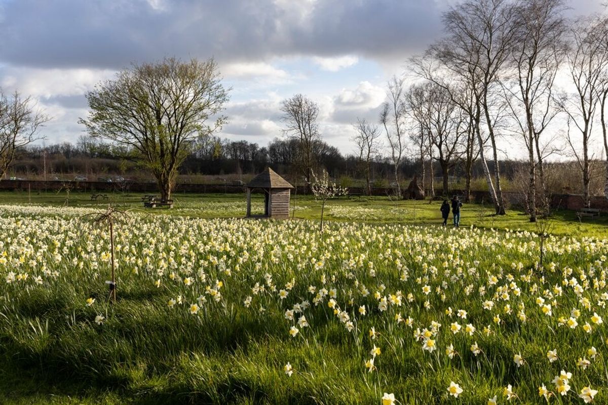 Daffodils bloom in the Orchard Gardens 
