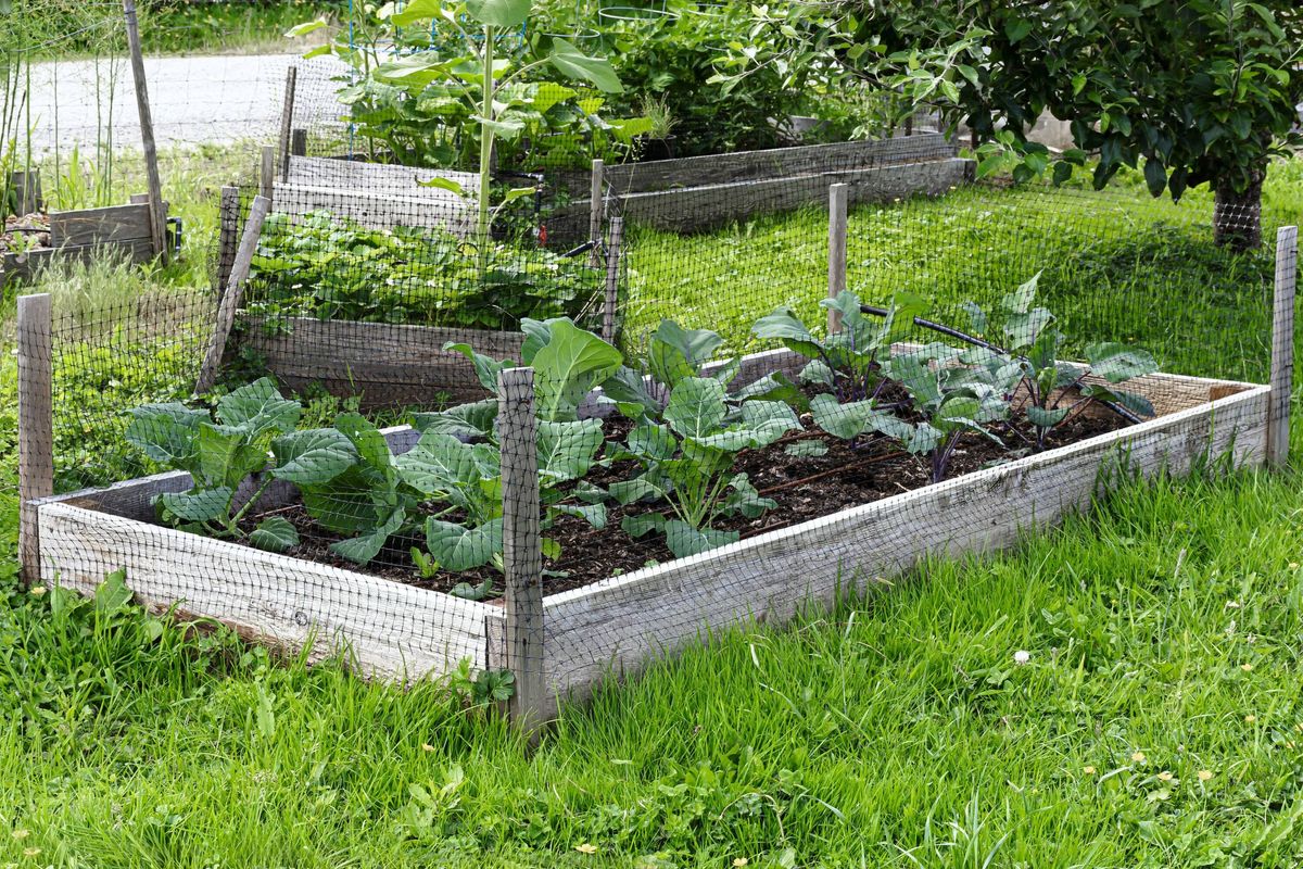Raised Vegetable Garden Bed