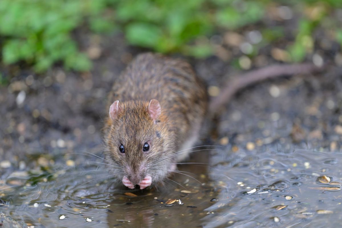Rat washing in a puddle.