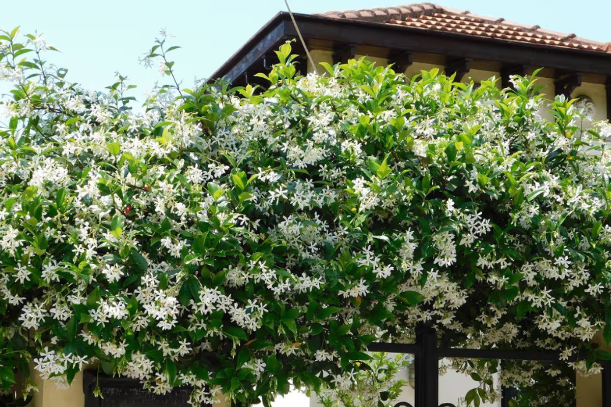 The plant will flower all summer long