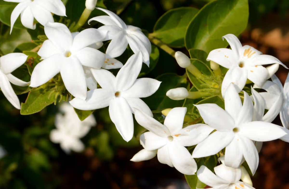 The easy plant will make your garden smell amazing