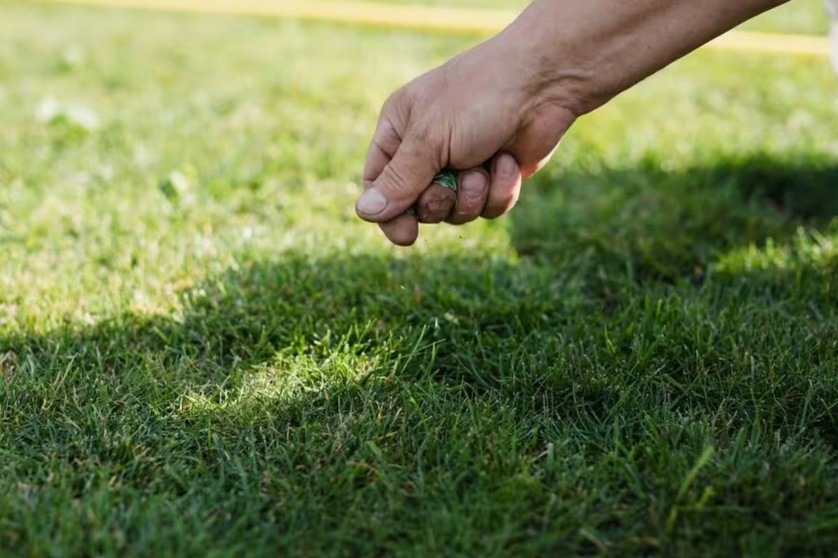 Gardeners race to B&Q for 73p grass seed that 'takes around 6 days to germinate'