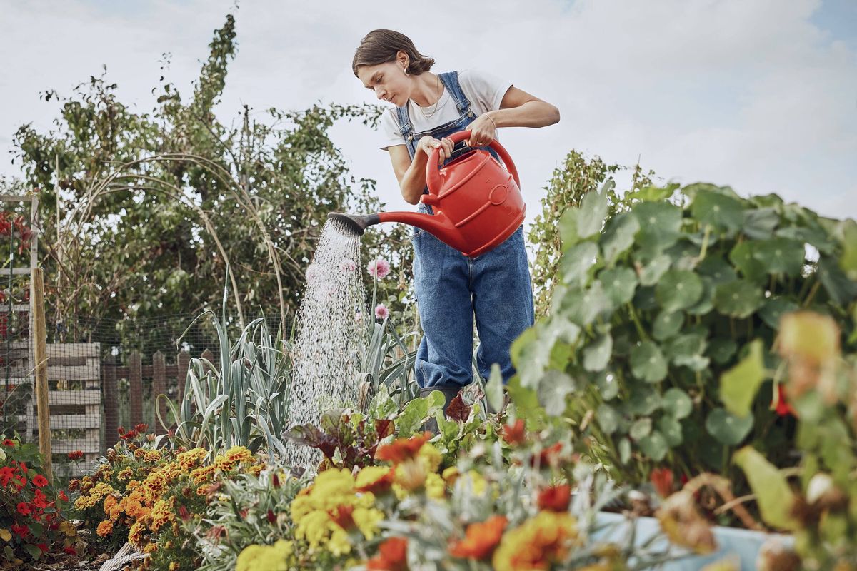 Smiling person watering flowers with red watering can in London allotment
