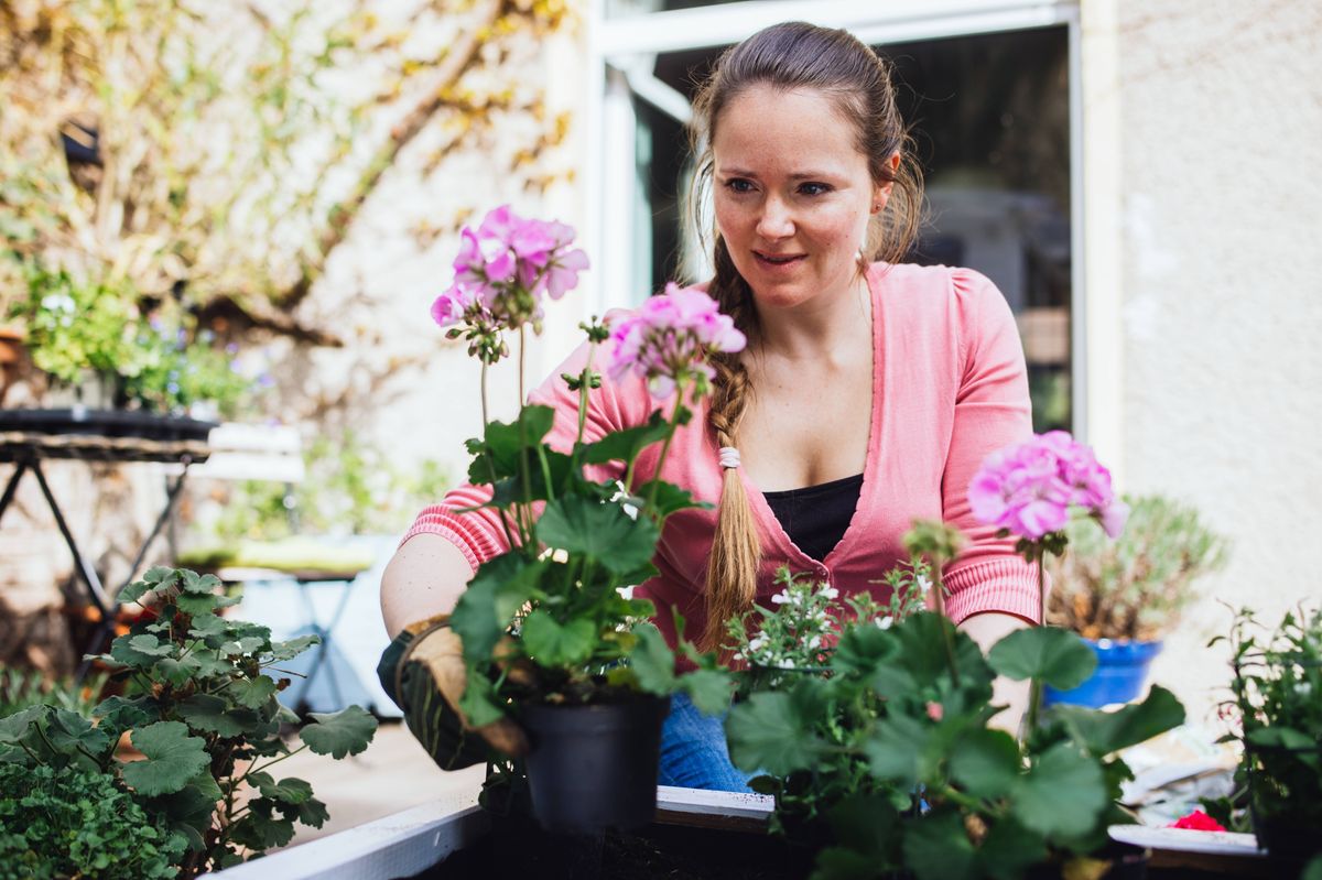 Smiling woman planting geranium.