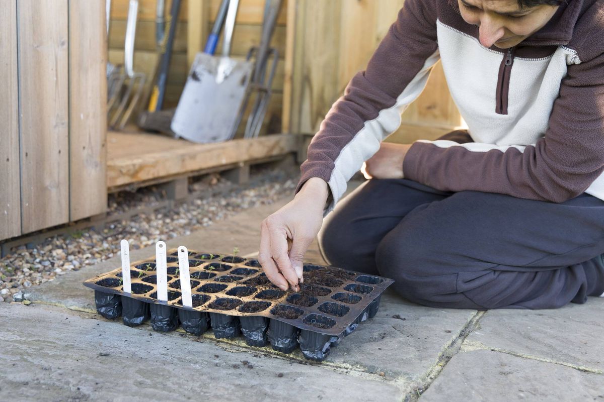 Sowing seeds, filling a plant cells seed tray with compost, UK