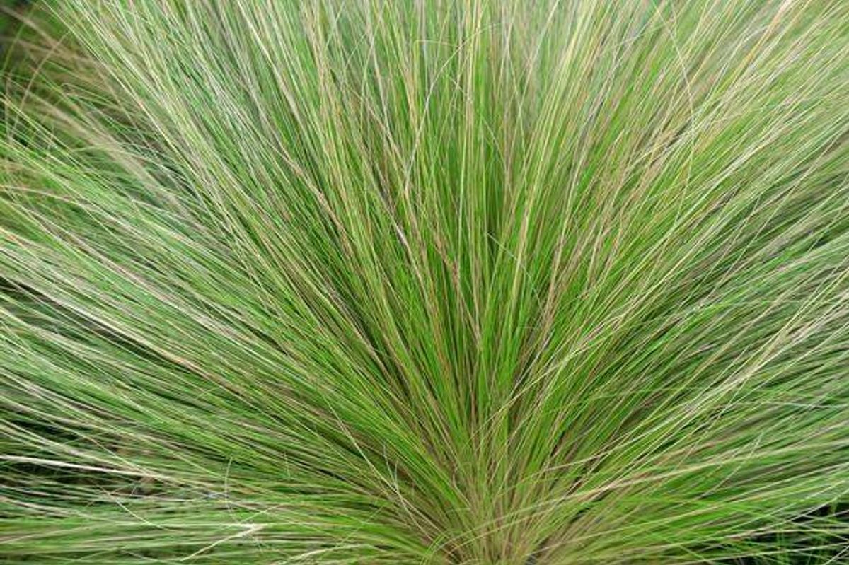 Stipa tenuifolia in the botanical garden, Chinese