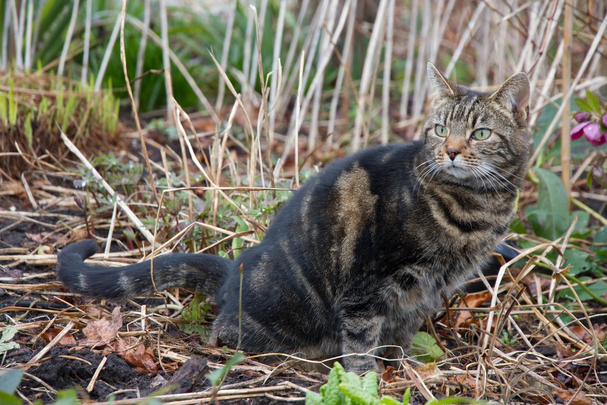 Tabby cat toilets in flower border