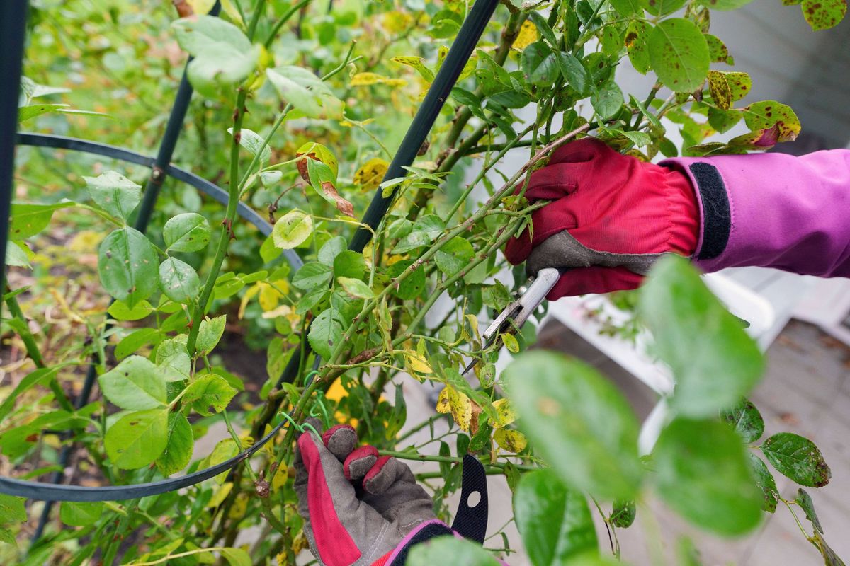 Gloved gardener pruning roses. 