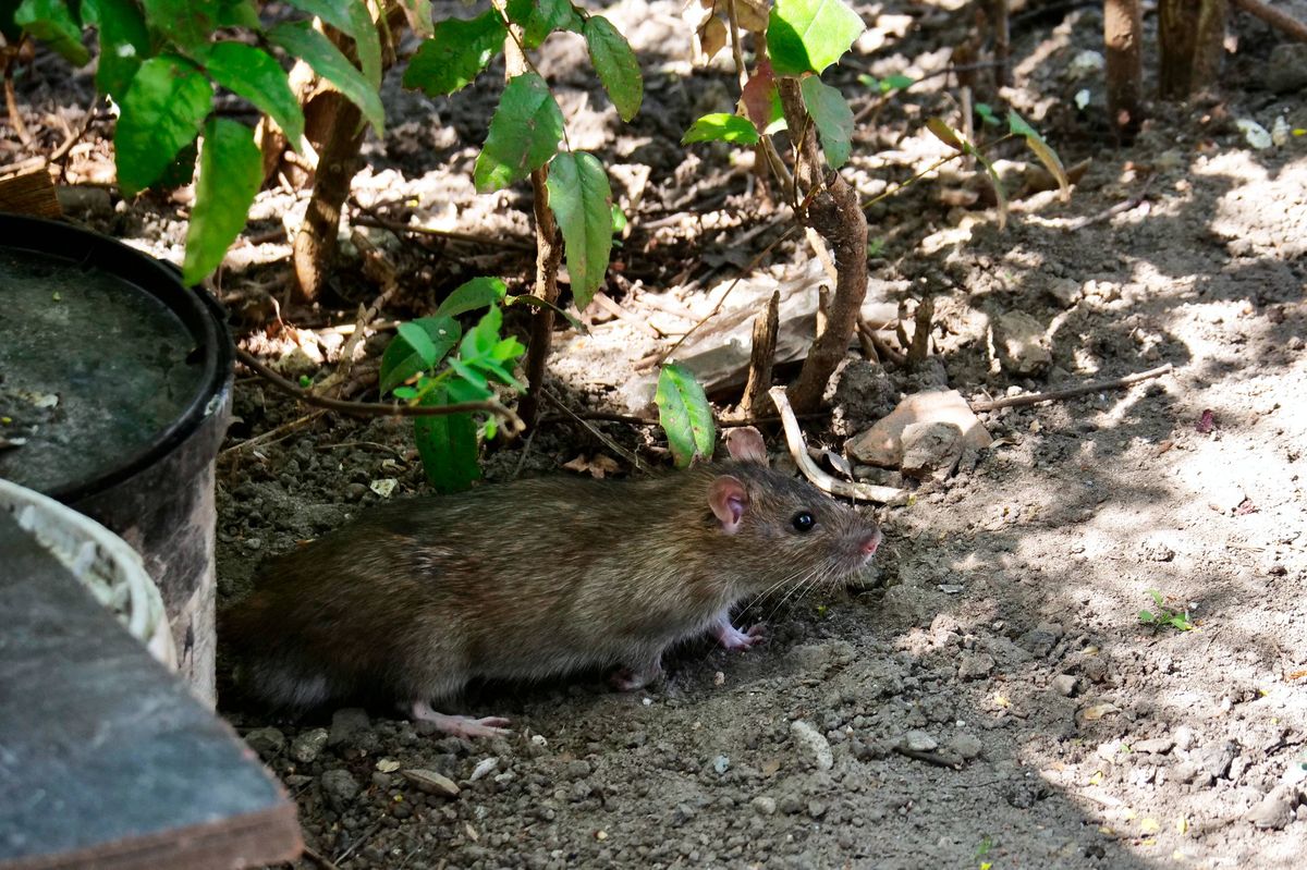 One of the troublesome tenants of humans is the plague of wandering rats