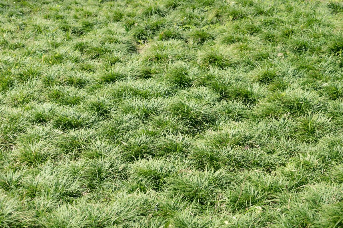 Uneven overgrown grass