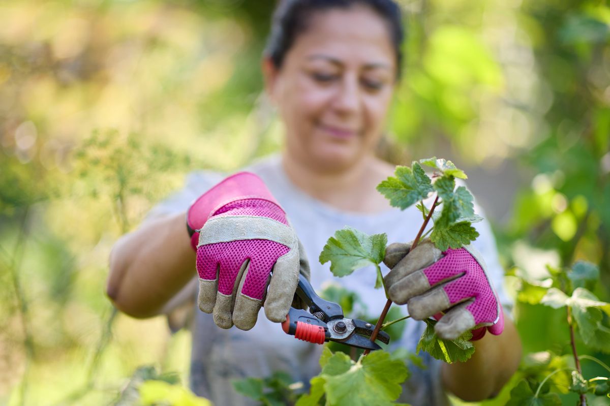 Mature female volunteer working in community garden wearing pink gardening gloves using secateurs to prune top of plant, focus on hands, Hove, East Sussex, care, nature, environmental conservation