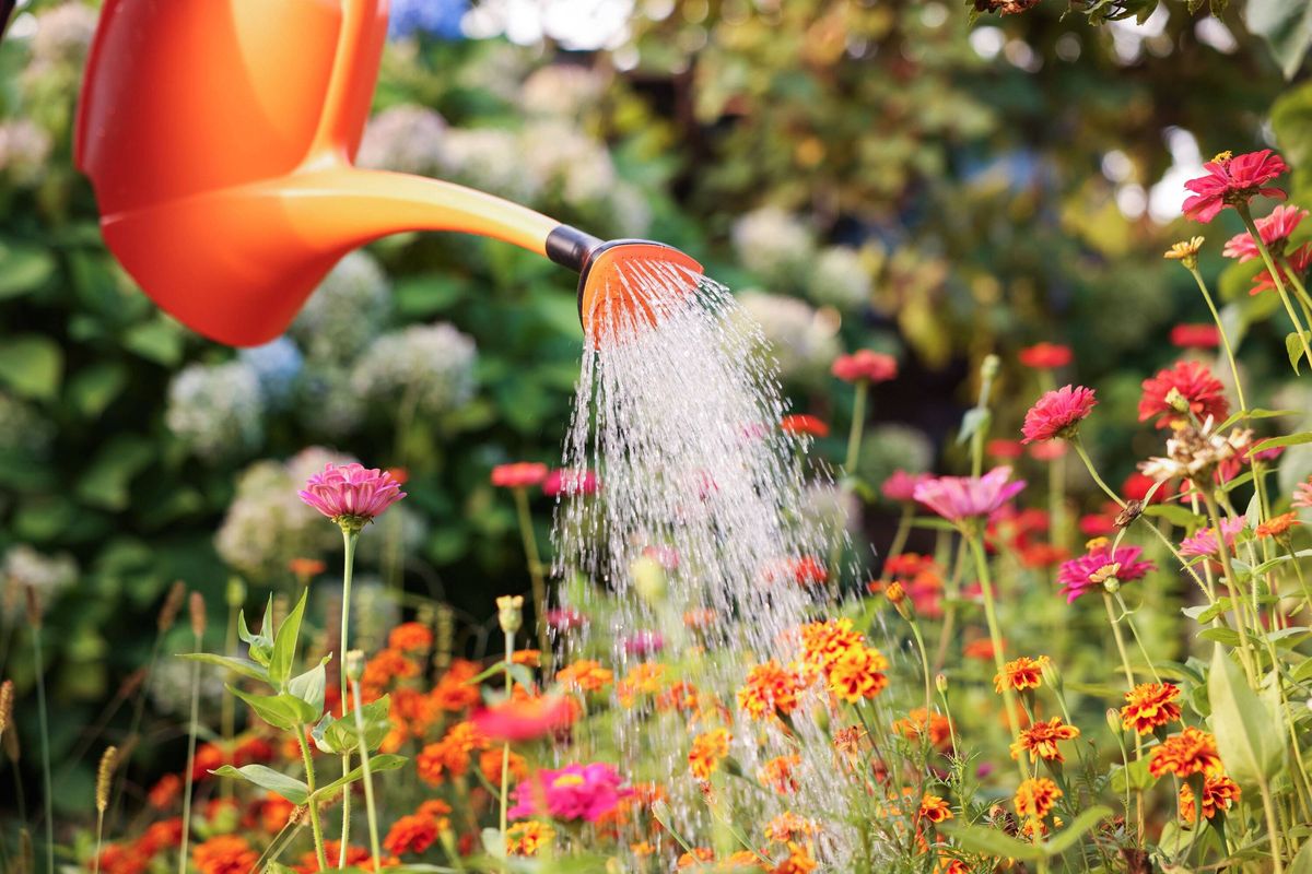 Watering beautiful flowers with can in garden, closeup