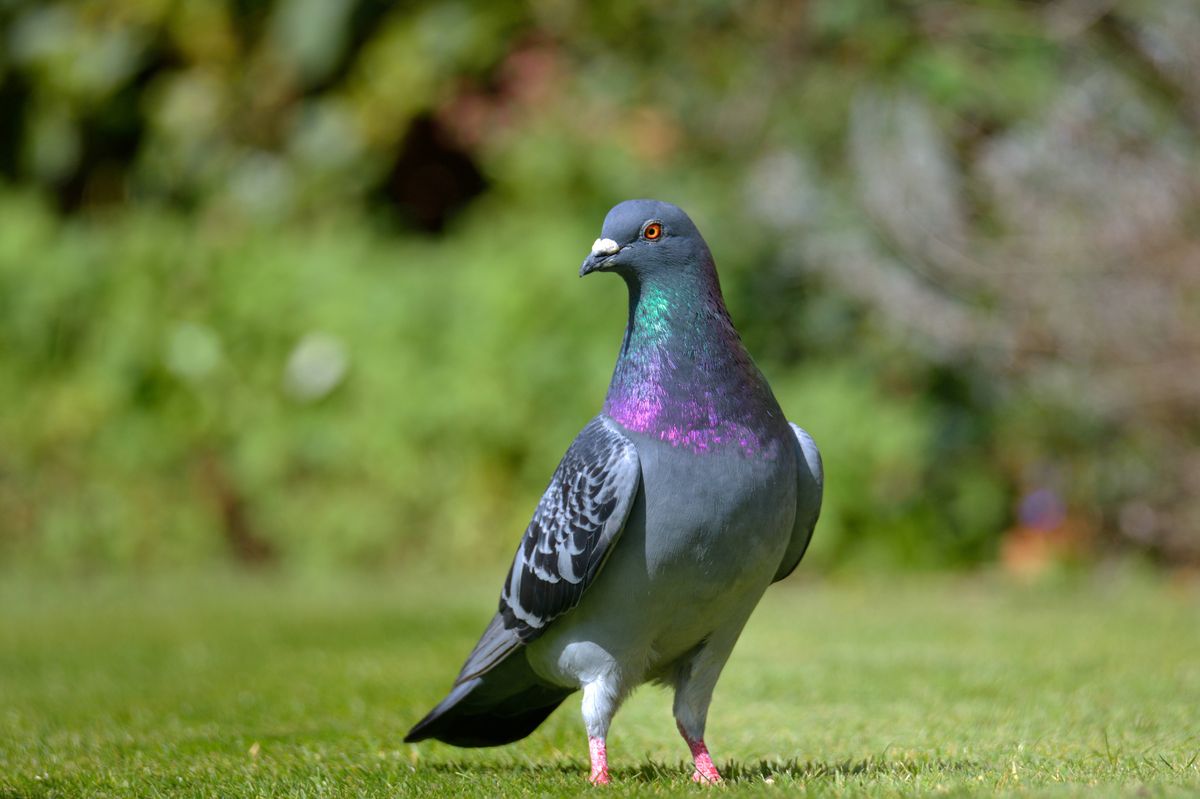 Photograph taken at an altitude of Fifty four metres at 13:36pm on a beautiful Springtime afternoon on Monday 11th April, of a Rock Dove or Feral pigeon (Columba livia) off Chessington Avenue in Bexleyheath, Kent.

They are  a wild ancestor of domestic world pigeons. A common sight in UK gardens, and traditionally seen on London postcards of Piccadilly circus until the feeding of pigeons was banned, they can weigh up to 370g with a wingspan of 34cms. There are approximately 550,000 breeding pairs in the UK.