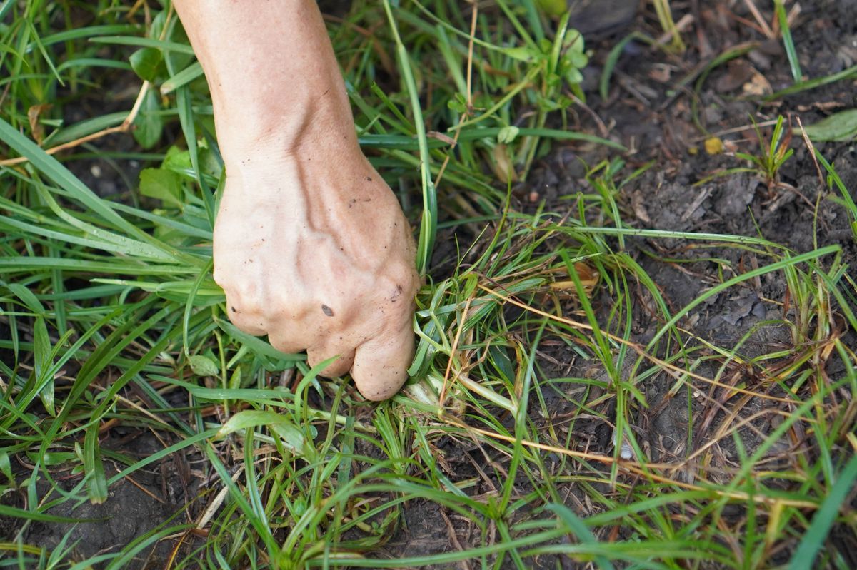 Weeding grass