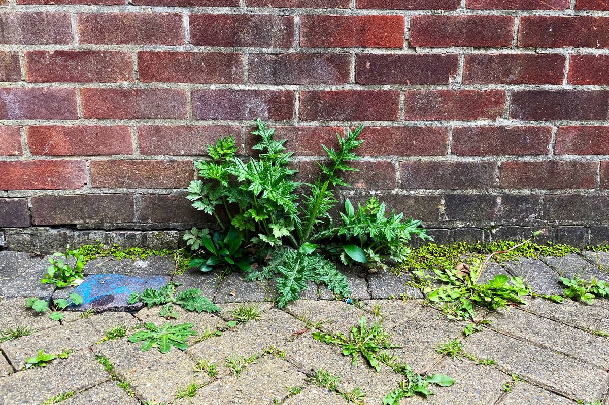 Weeds growing up through bricks in a garden