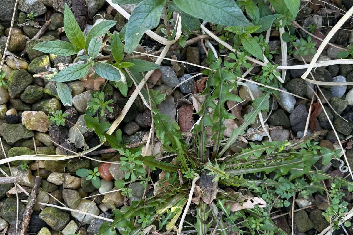 Weeds in gravel