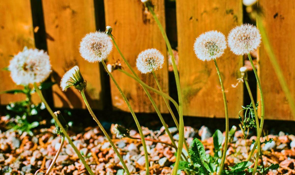 Weeds in garden gravel. 
