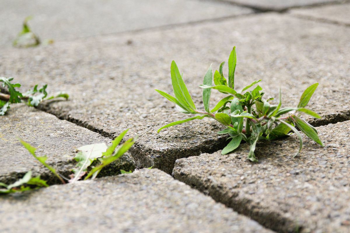Weeds on a pavement