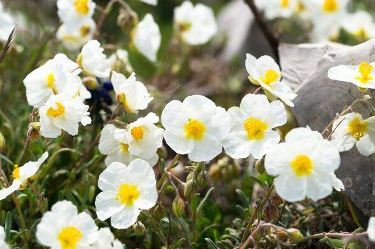 White rock-rose (Helianthemum apenninum) blooming