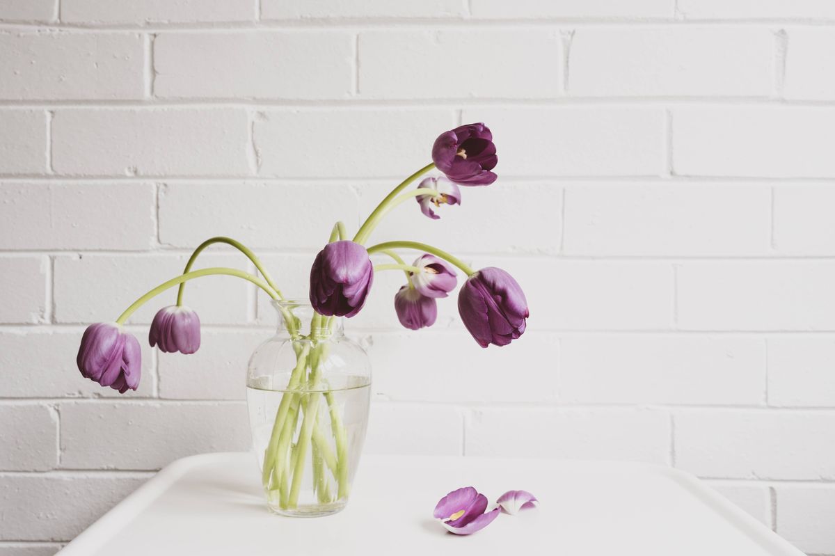 Closeup of wilting purple tulips in glass vase on white table - matte efect