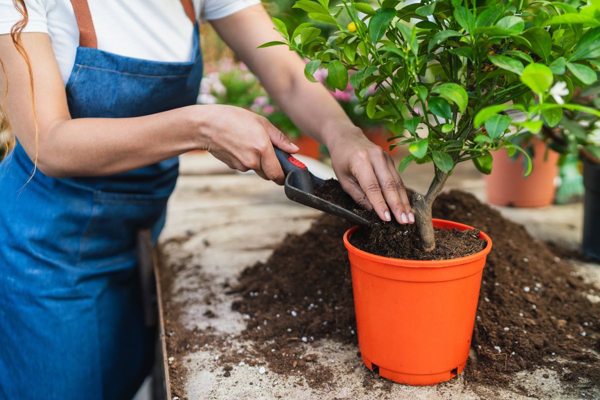 Woman working in a plant nursery repotting a small citrus tree in a new pot, gardening and taking care of plants