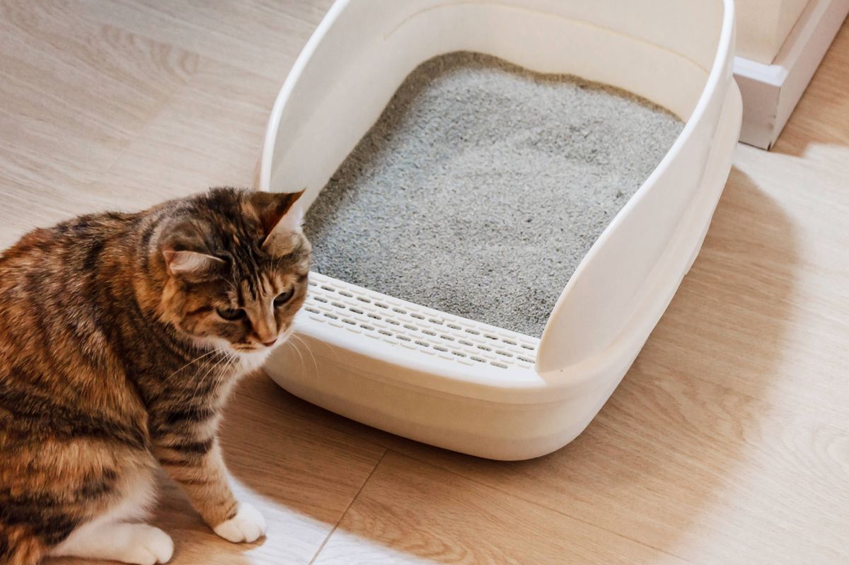 cat sitting near her litter box filled with clumping filler