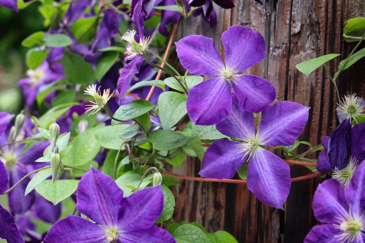 Clematis blooms in a park