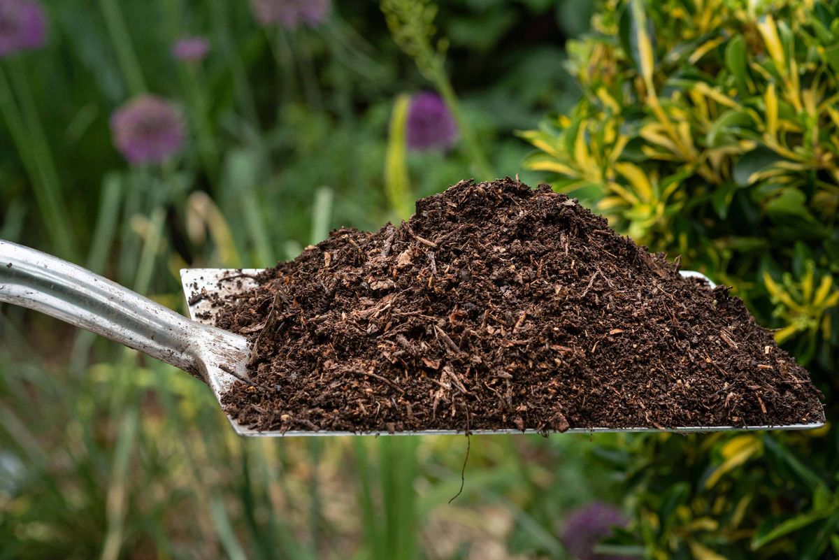 A spade full of compost
