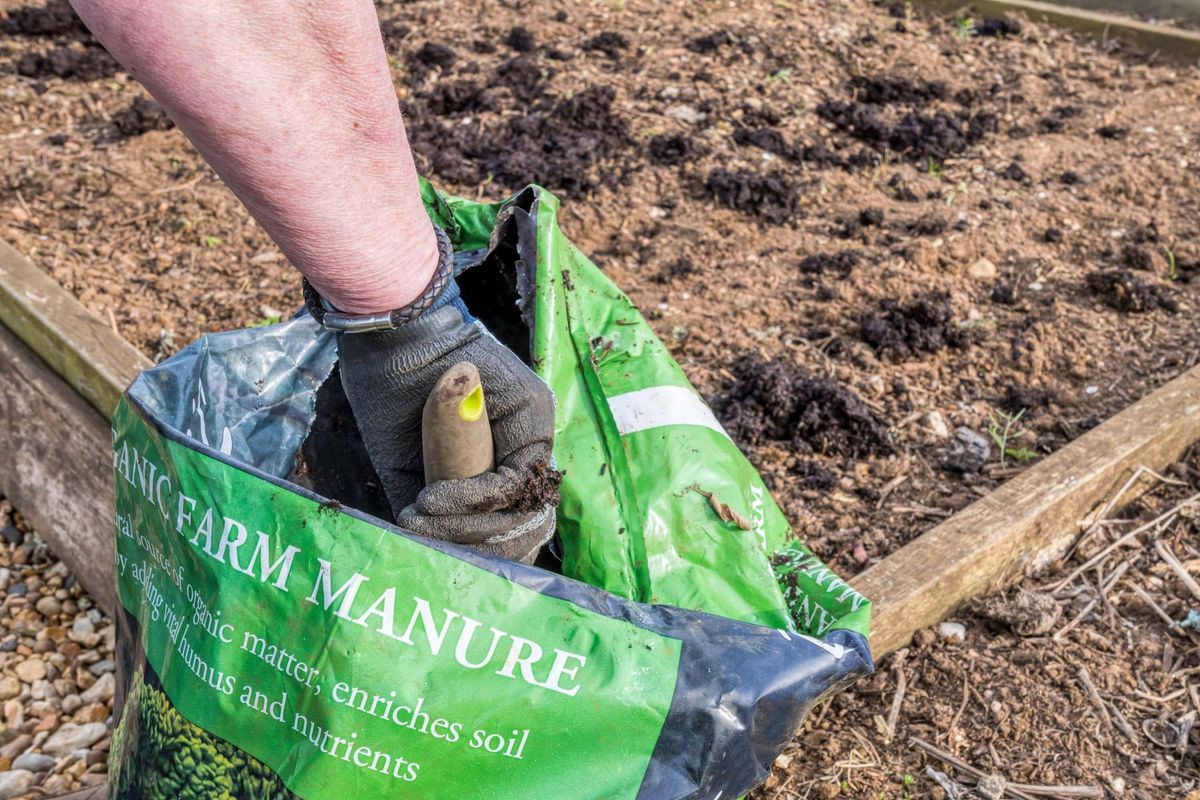 Spreading farmyard manure over a garden bed